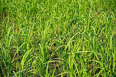 《热血三国志》中文版角色介绍预告：“乱世奸雄篇”